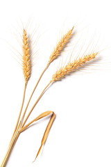 Three Stalks Of Wheat