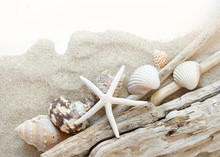 Sea Shells, Starfish And Wood - Tropical Travel