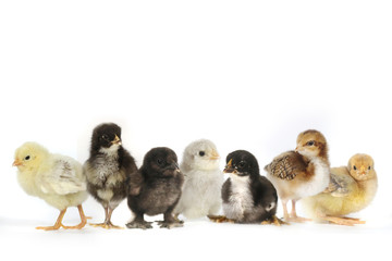 Many Baby Chick Chickens Lined Up on White