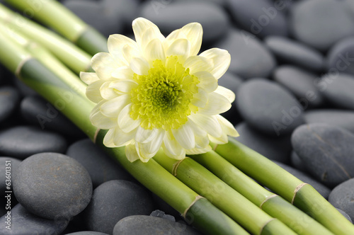 Fototapeta na wymiar Beautiful white gerbera and thin bamboo grove