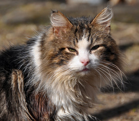 homeless patient tabby cat