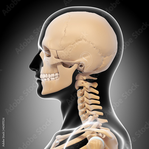 Naklejka na szybę Anatomy of human skull
