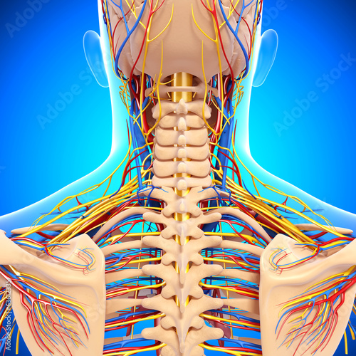 Fototapeta na wymiar 3d Anatomy of circulatory system and nervous system
