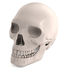 Wall Mural - realistic 3d render of male skull