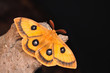 Emperor moth, Aglia tau