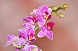 Fototapeta Storczyk - Phalaenopsis, Orchid isolated on soft background, pink orchid