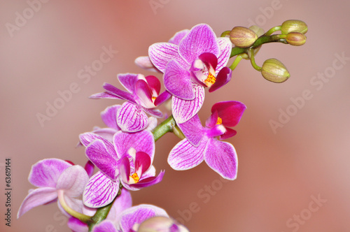 Naklejka na kafelki Phalaenopsis, Orchid isolated on soft background, pink orchid