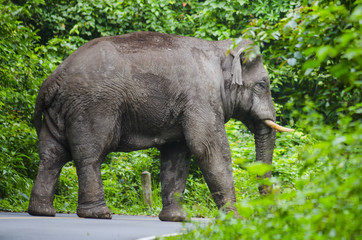 Wild elephants in Thailand Khao Yai National Park, Thailand