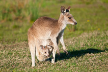 Kangaroos In The Wild