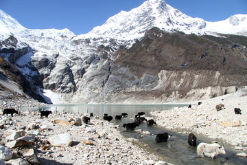 Wall Mural - Yaks and mountain