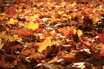 Sticker - autumn leaves background