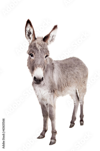 Cuadros en Lienzo Pretty Donkey isolated on the white background