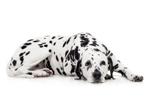Beauty Dalmatian Dog, Isolated On White Background