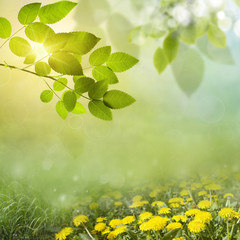 Sticker - spring background . dandelion in a meadow