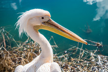 Pelican Closeup.