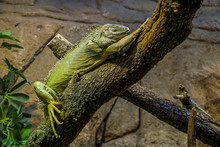 Iguana Sleeping.