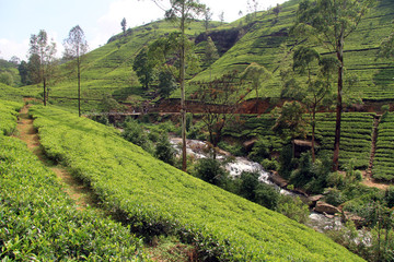 Wall Mural - Tea plantation