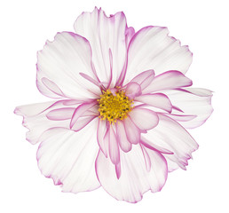 cosmos