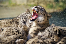 Lying Family Of Snow Leopard Irbis (Panthera Uncia)