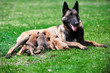 female dog  with puppies