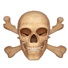 human skull with bones