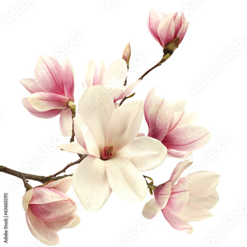 galazka-kwitnacych-bialych-kwiatow-magnolii