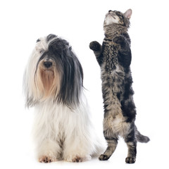 Wall Mural - tibetan terrier and cat