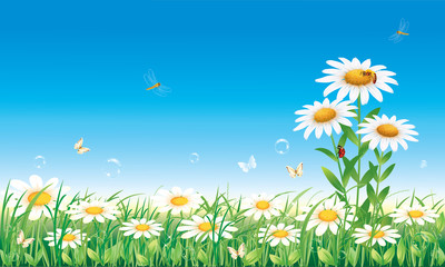 Chamomile meadow on a background of blue sky