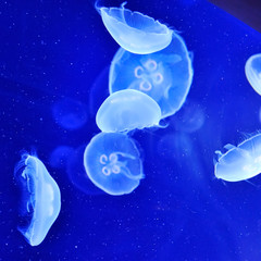 Sticker - underwater image of jellyfishes