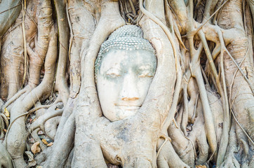 Sticker - Buddha head statue under root tree in ayutthaya Thailand