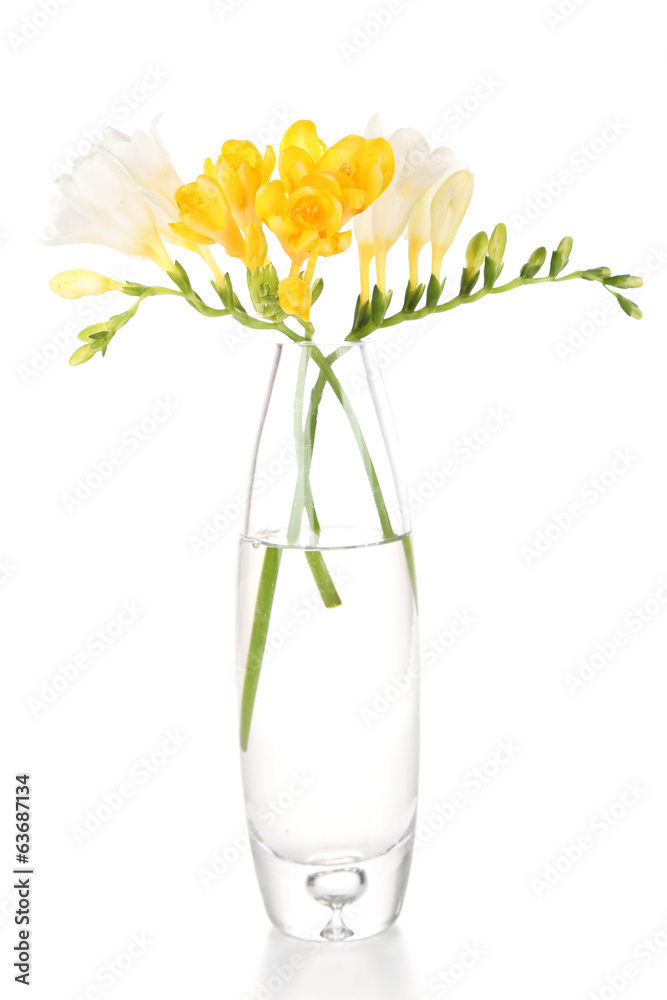 Beautiful freesia flowers, isolated on white