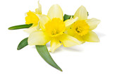Fototapeta Kwiaty - yellow daffodil isolated on a white background