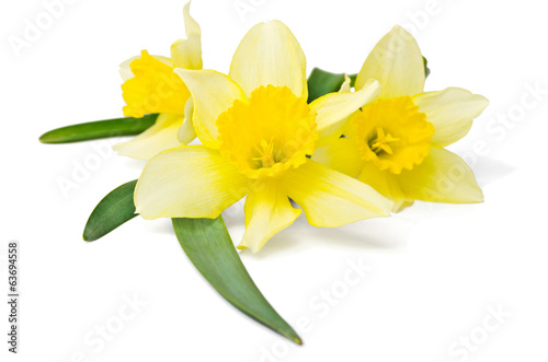 Fotomural yellow daffodil isolated on a white background