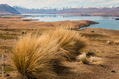 Cuadros en Lienzo tussock growing above lake Tekapo