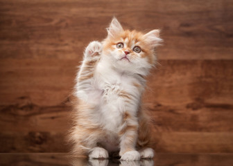 Wall Mural - red highland kitten on mirror and wooden texture