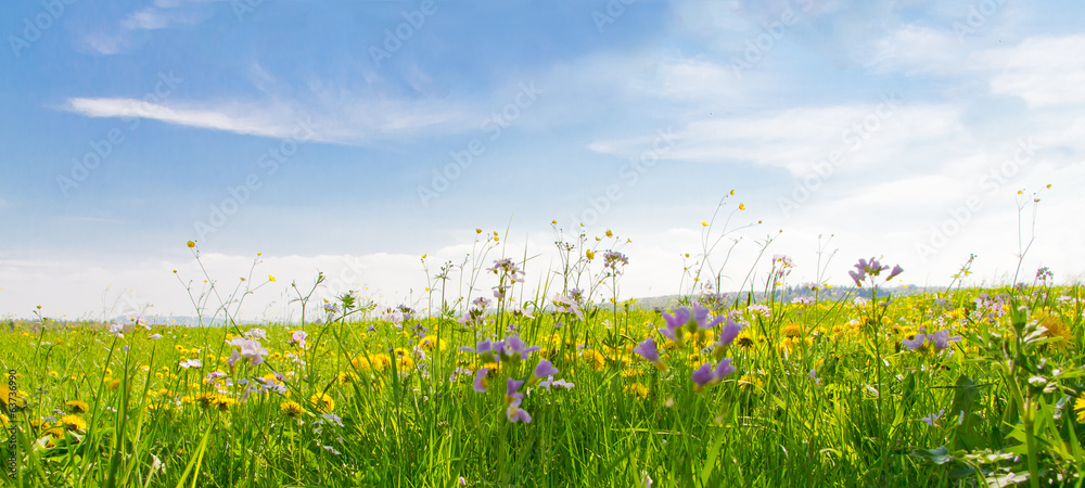 Flower field in springtime - obrazy, fototapety, plakaty 