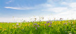 canvas print picture - Flower field in springtime