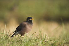 Common Mynah Bird In Nepal