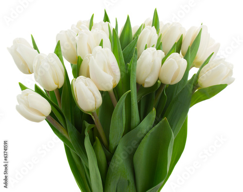 Obraz w ramie bunch of white tulips