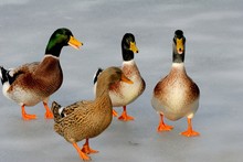 Four Ducks On Icy Lake