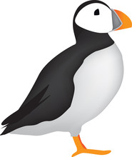 Puffin Illustration On White Background