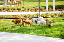 Stock Image Of A Dog Park