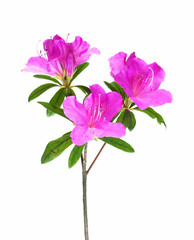 Azalea flower isolated on white