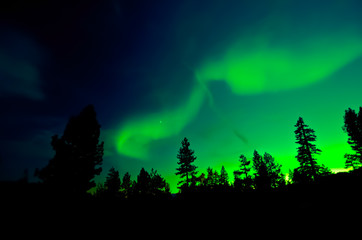 Wall Mural - aurora borealis over trees