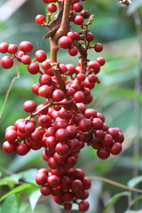 Sticker - Wild Grape fruit in Sinharaja Forest Reserve , Sri Lanka