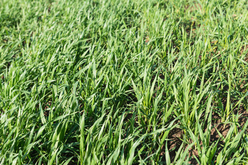 Canvas Print - Closeup new sprouts of wheat