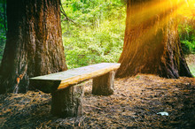Wood Bench In The Summer Forest