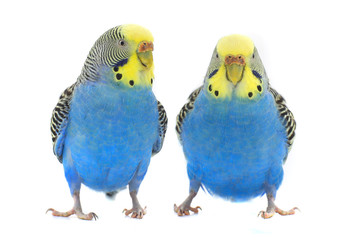 Canvas Print - budgie