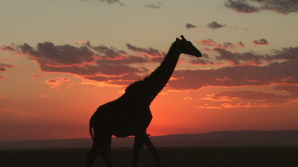 giraffe with the setting sun in the background