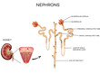 Detailed medical illustration of nephron and and glomerulus